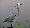 A great blue heron