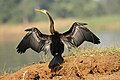Indische slangehalsvogel (Anhinga melanogaster)