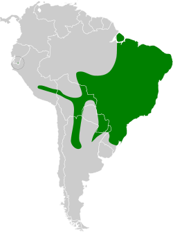 Distribución geográfica del anambé grande.