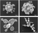 P. lutzii (yeast phase)