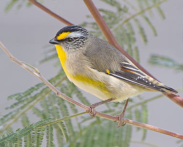 Striated pardalote, by JJ Harrison