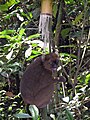 Prolemur simus Lemuridae