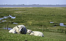 Punt van Reide vanaf de dijk rond de polder Breebaart