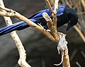 Purplish-backed jay