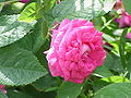 'Rose du Roi'