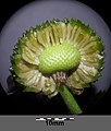 Sagittaria sagittifolia（オモダカ科）の花托についた多数の痩果