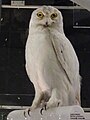 Stuffed specimen, exhibited in the National Museum of Nature and Science, Japan.