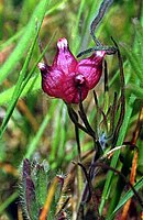 Inflorescencia de Trifolium depauperatum, trébol nativo de América