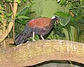 White-naped Pheasant Pigeon