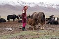 Pastoreo de yaks en Tayikistán.