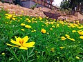 Yellow cosmos at National Botanic Gardens Shah Alam (TBNSA), Malaysia