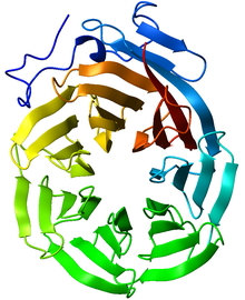Beta-Propeller Protein