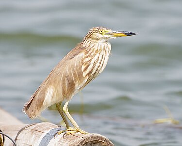 Chinese pond heron, by JJ Harrison