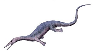 Askeptosaurus (Thalattosauria)