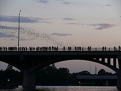 The emergence of the bats
