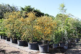 Brya Ebenus (Jamaican Rain Tree, Jamaican Ebony) (28845218846).jpg