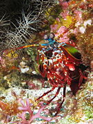 Curious mantis shrimp from Gilli Banta reef