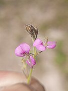 Desmodium sp 4.jpg