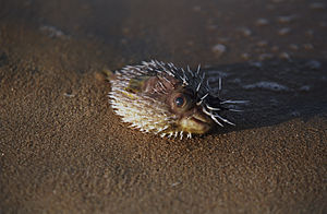 English: A fish of the family Diodontidae Polski: Ryba z rodziny najeżkowatych Diodontidae