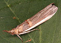 Etiella zinckenella