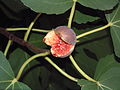 Инжир (Ficus carica)