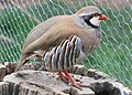 Alectoris chukar (cat.)