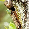 Male, Nest