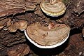 Fomitopsis pinicola