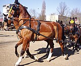 Linksvoor: Gelders paard