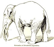 Gomphotherium angustidens