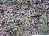 Heather thatching at Culloden, Scotland