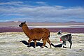 58 Lama glama Laguna Colorada 2 uploaded by Kallerna, nominated by Christian Ferrer