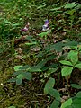 Lathyrus nevadensis