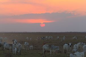 Tropical savanna climate (Aw) in Los Llanos