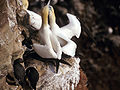 Morus bassanus, Northern Gannet