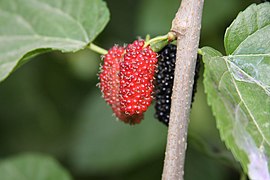 Mulberries