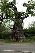 Roble alemán en Noebdenitz.