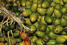 Parepoux fruit de Guyane Cl J Weber02 (23592825131).jpg