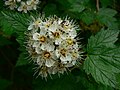 Physocarpus capitatus