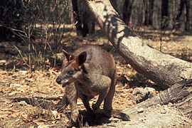 Red-necked wallaby near tree - DPLA - 77ef9bcc5bcd1f420ae3e3d263e18f9e.jpg