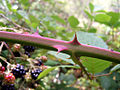 Stacheln der Brombeere (Rubus fruticosus)
