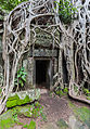 20 Ta Phrom, Angkor, Cambodia uploaded by Poco a poco, nominated by Poco a poco