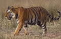 Tiger at Bandharvgarh National Park
