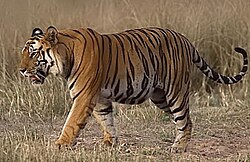 Bengālijas tīģeris