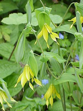 Storblomstret Uvularia (Uvularia grandiflora).