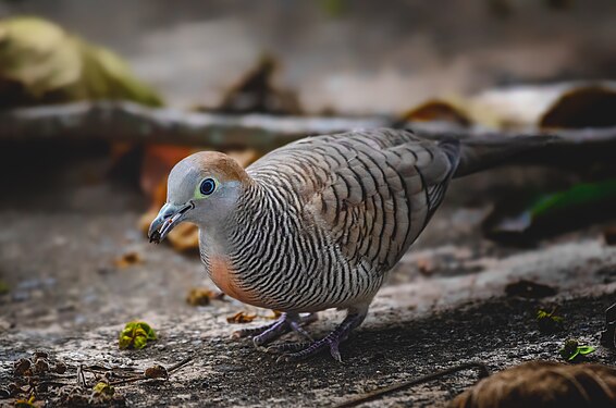 A very common dove that can be seen anywhere in the Philippines and this is a zebra dove taken in the city of Cagayan de Oro. Photograph: Domzjuniorwildlife