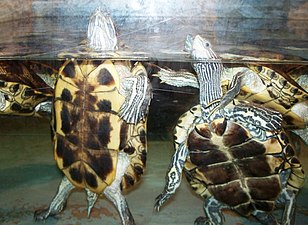 Tortugues (Testudines)