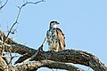 African Hawk-eagle: February 08