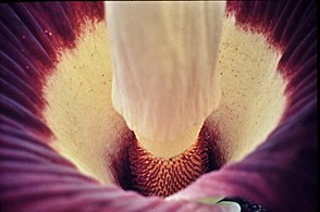 A. titanum view into the spathe with flowers on the basis of the spadix. Botanical Gardens Univ. Bonn 28. March 1997