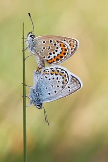 Accouplement de papillons aux ailes à petites ocelles